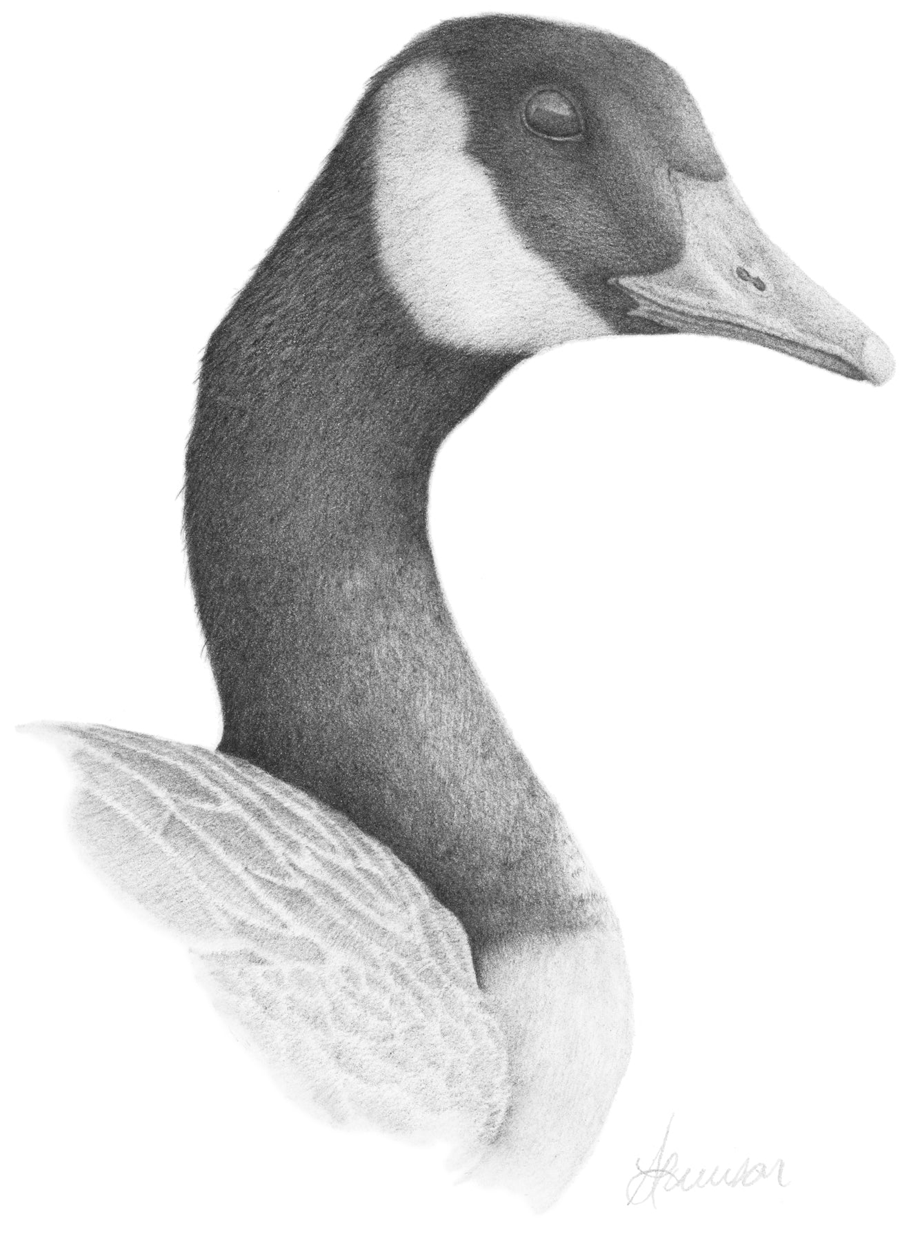 CANADA GOOSE - Print