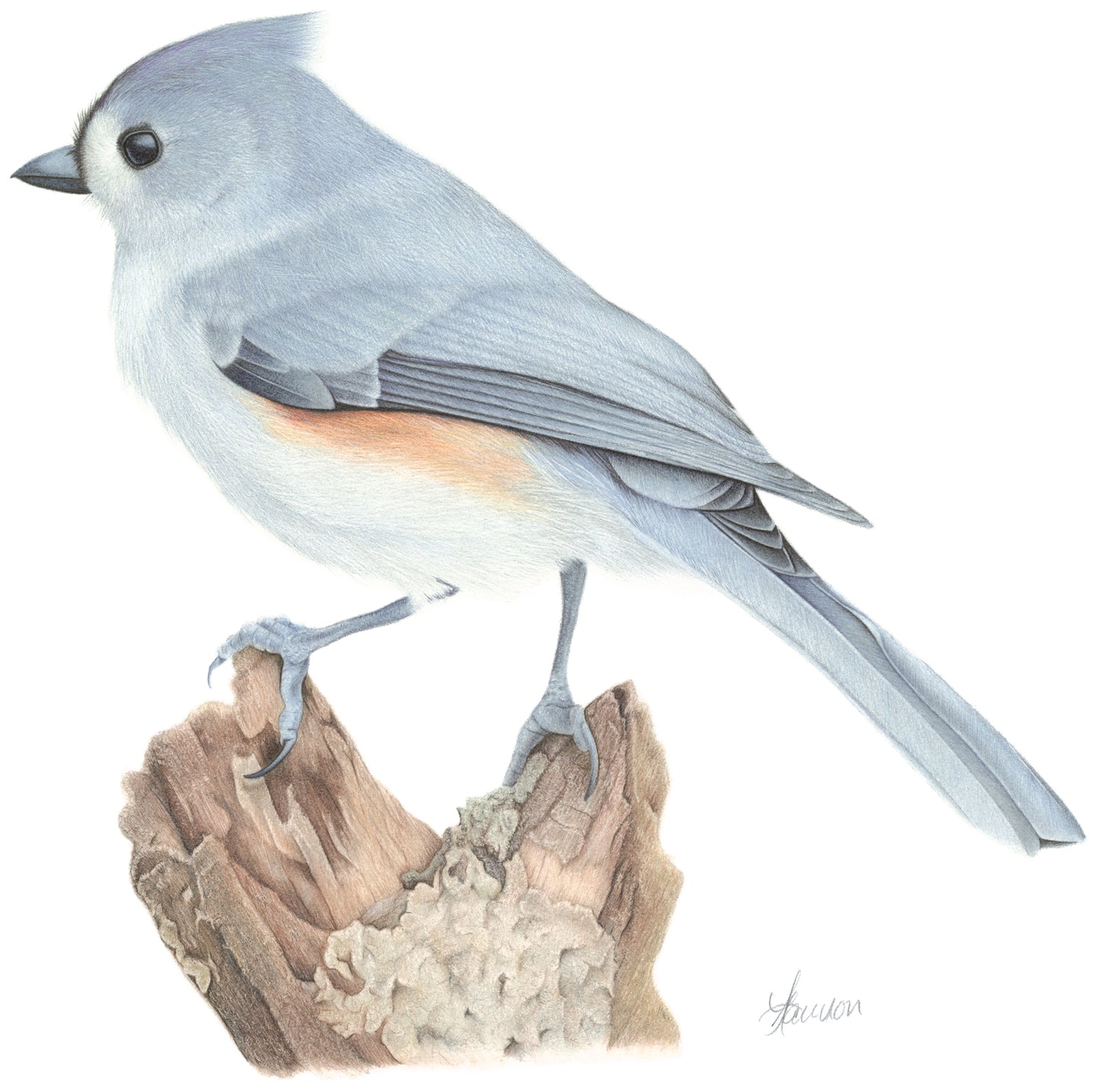 TUFTED TITMOUSE - Print