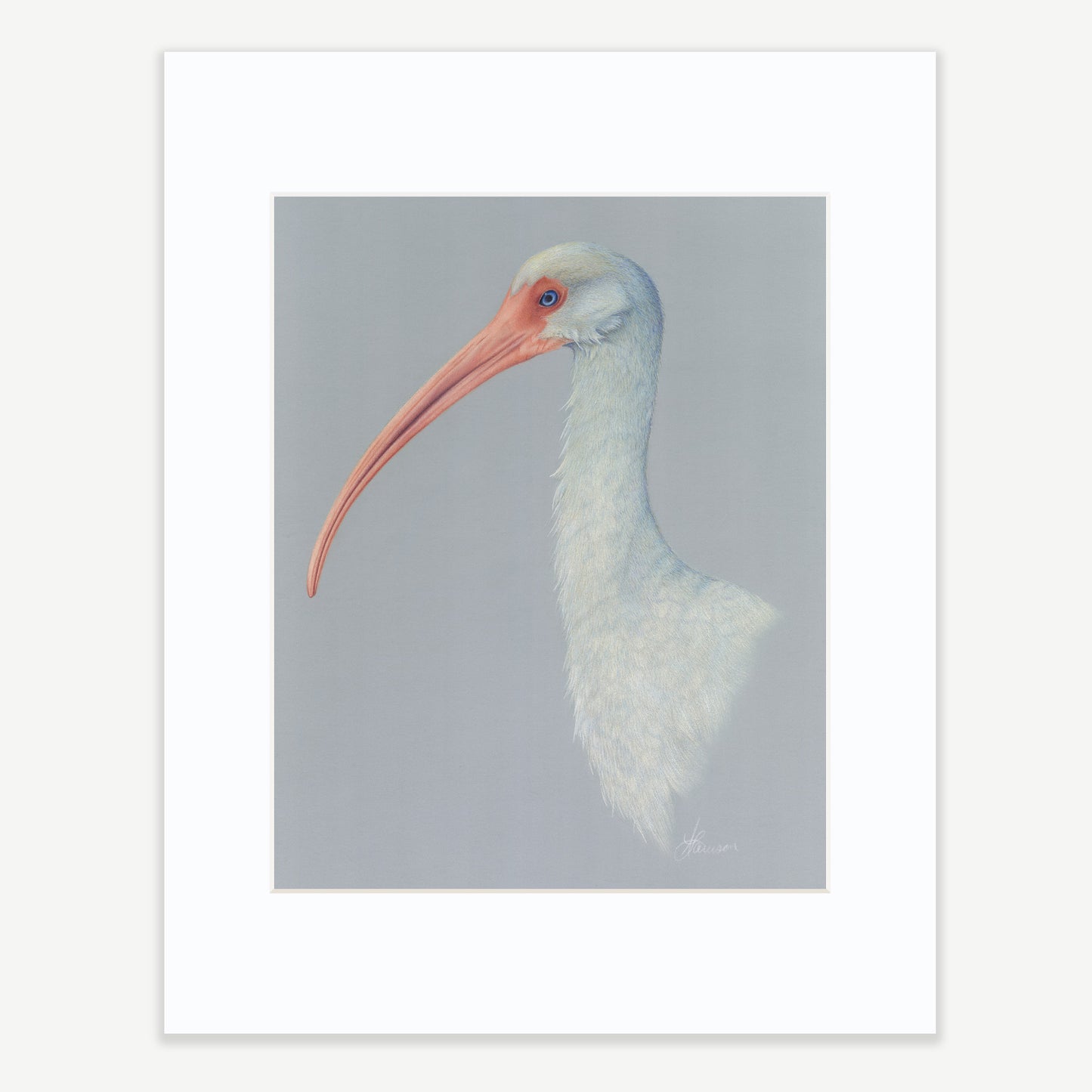 AMERICAN WHITE IBIS - Print