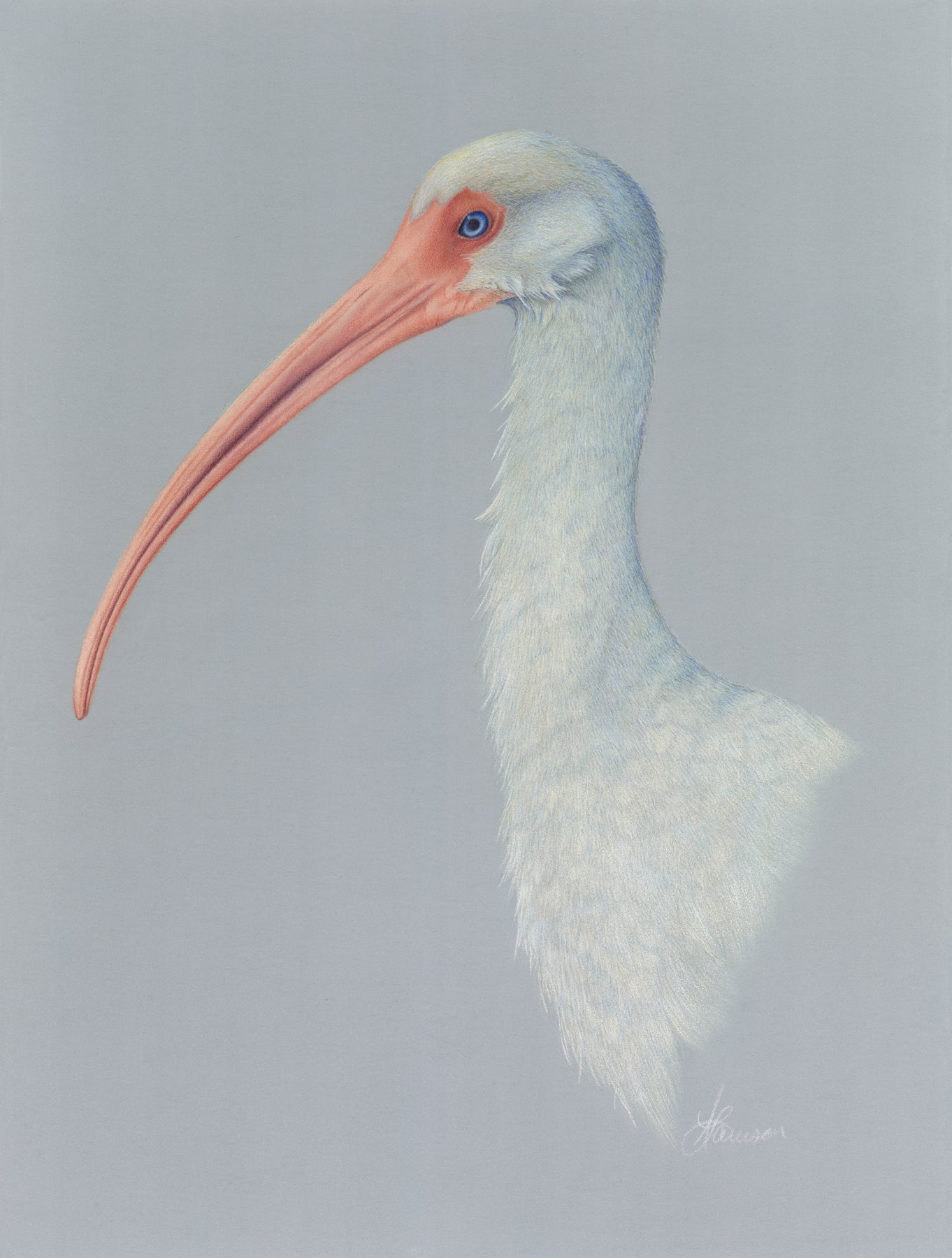 AMERICAN WHITE IBIS - Print
