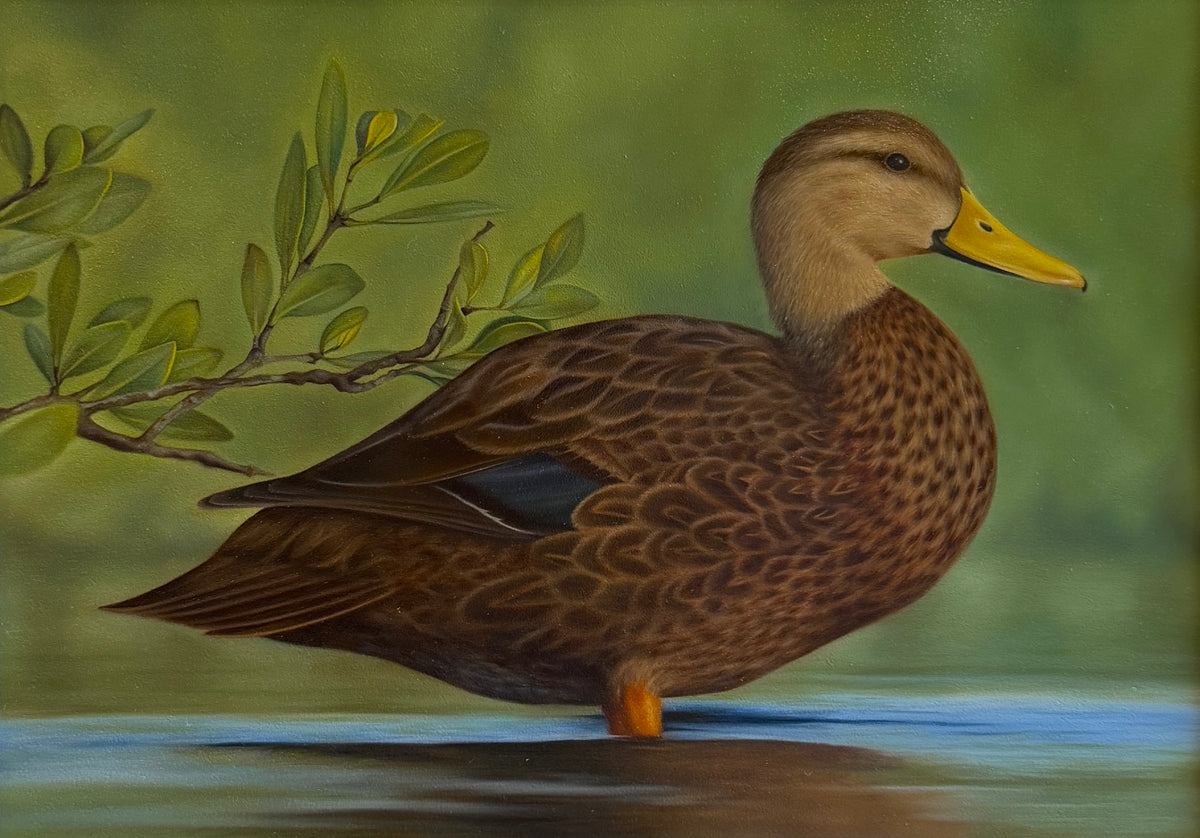 MOTTLED DUCK - 2026 FEDERAL DUCK STAMP ENTRY