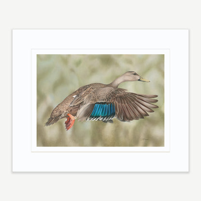 FLORIDA MOTTLED DUCK - Limited Edition Print