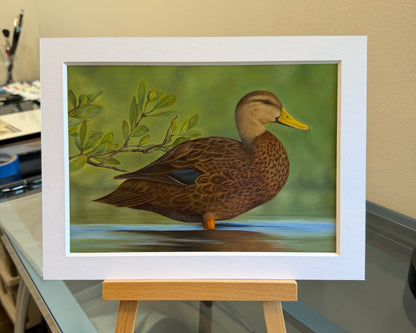 MOTTLED DUCK - 2026 FEDERAL DUCK STAMP ENTRY