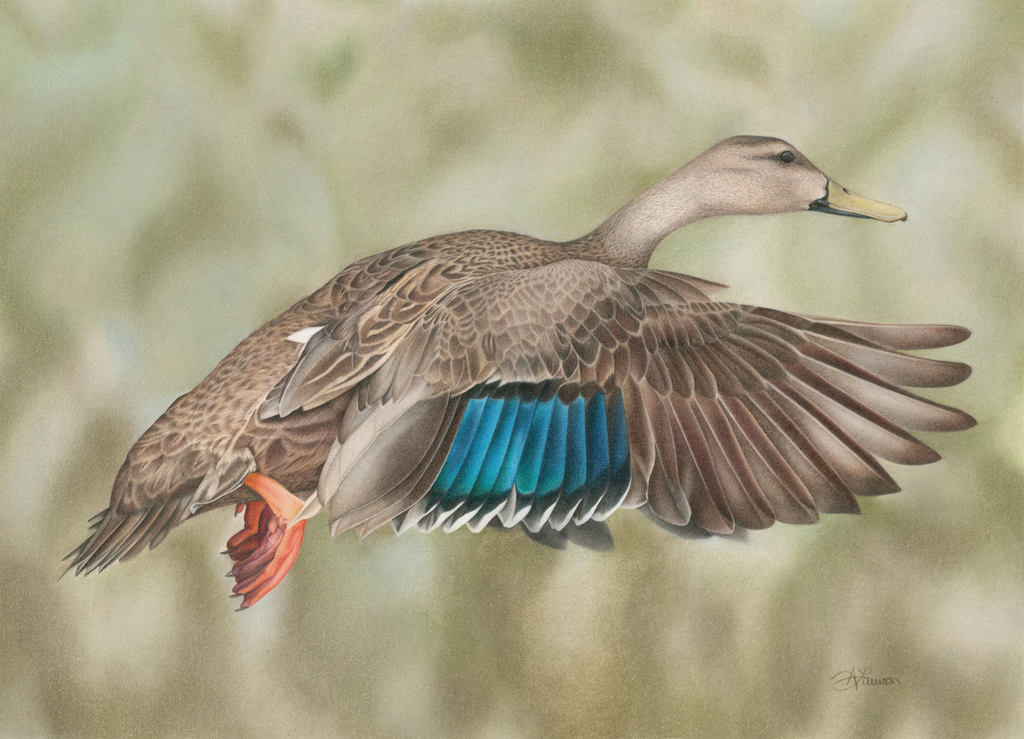 FLORIDA MOTTLED DUCK - Limited Edition Print