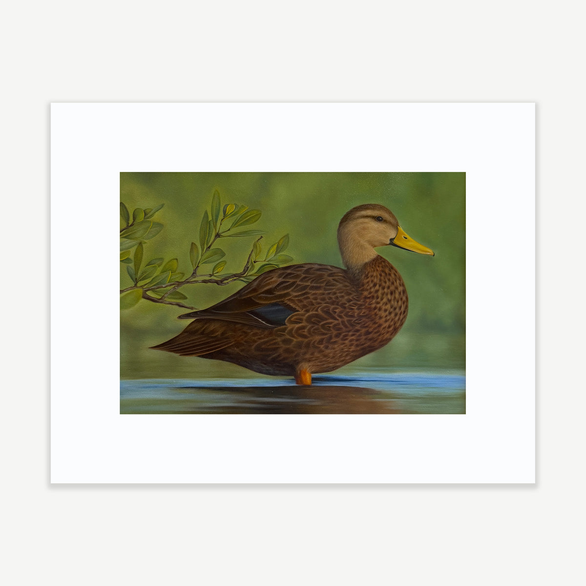 MOTTLED DUCK - 2026 FEDERAL DUCK STAMP ENTRY